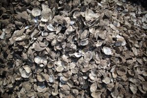 oyster shells small